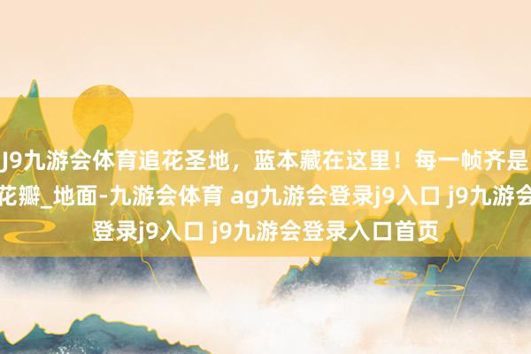 J9九游会体育追花圣地，蓝本藏在这里！每一帧齐是壁纸→_襄阳_花瓣_地面-九游会体育 ag九游会登录j9入口 j9九游会登录入口首页