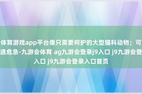 体育游戏app平台像只需要呵护的大型猫科动物;可到了夜晚或遇危急-九游会体育 ag九游会登录j9入口 j9九游会登录入口首页